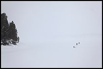 Frozen Jackson Lake in white-out, ice fishermen. Grand Teton National Park, Wyoming, USA. (color)