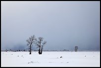Bare cottonwood trees and storm sky in winter, Jackson Hole. Grand Teton National Park ( color)