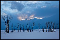 Winter sunset with snow and cottonwoods. Grand Teton National Park, Wyoming, USA. (color)