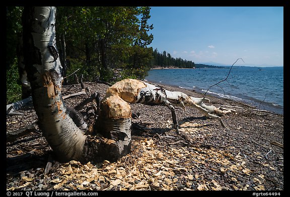 Tree feeled by beavers, Colter Bay. Grand Teton National Park (color)