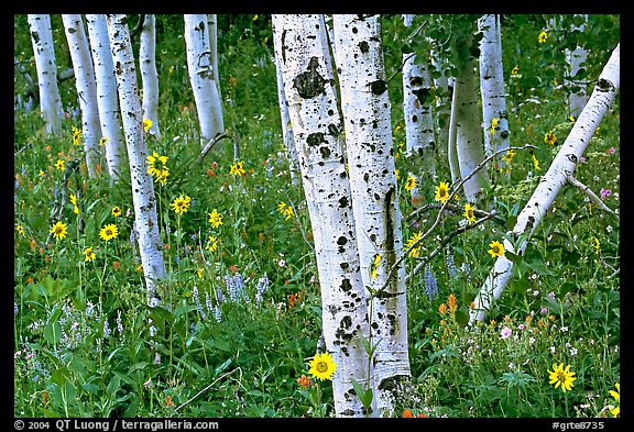 Sunflowers, lupines and aspens. Grand Teton National Park, Wyoming, USA.
