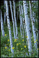 Sunflowers, lupines and aspen forest. Grand Teton National Park, Wyoming, USA. (color)