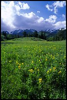 Yelloe summer flowers in Horseshoe park. Rocky Mountain National Park, Colorado, USA. (color)