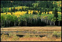 Yellow aspens and conifers Horseshoe park. Rocky Mountain National Park, Colorado, USA.