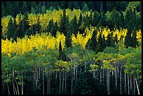 Aspens mixed with  conifers. Rocky Mountain National Park, Colorado, USA. (color)