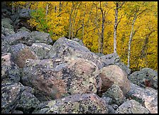 Lichen-covered boulders and yellow aspens. Rocky Mountain National Park ( color)