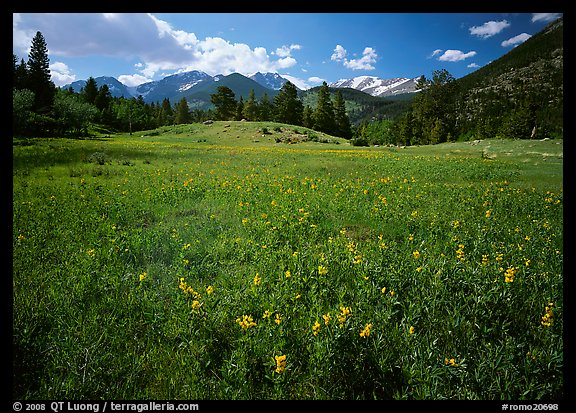 Wildflower carpet in meadow and mountain range. Rocky Mountain National Park (color)