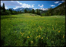 Wildflower carpet in meadow and mountain range. Rocky Mountain National Park, Colorado, USA.