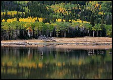Mixed trees and  reflections. Rocky Mountain National Park ( color)