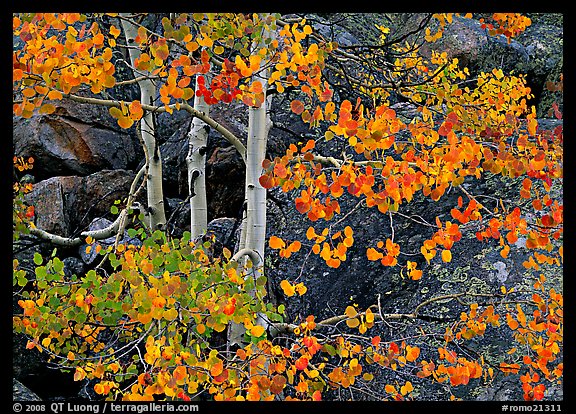 Colorful Aspen and boulders. Rocky Mountain National Park (color)