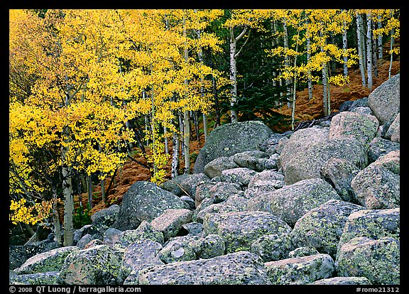 Boulders and aspens with yellow leaves. Rocky Mountain National Park (color)