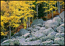 Boulders and aspens with yellow leaves. Rocky Mountain National Park, Colorado, USA.