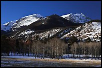 Aspens and Bighorn mountain in winter. Rocky Mountain National Park, Colorado, USA. (color)