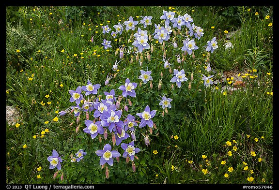 Columbine flowers. Rocky Mountain National Park (color)