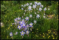 Columbine flowers. Rocky Mountain National Park ( color)