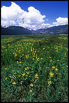 Meadow with wildflower carpet near Horseshoe Park. Rocky Mountain National Park, Colorado, USA. (color)
