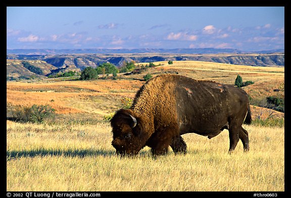 Bison grazing in the prairie. Theodore Roosevelt  National Park