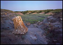 Petrified log stump at dusk, South Unit. Theodore Roosevelt National Park, North Dakota, USA. (color)