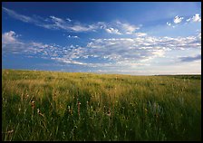 Tall grass prairie and wildflowers, South Unit, late afternoon. Theodore Roosevelt National Park, North Dakota, USA.