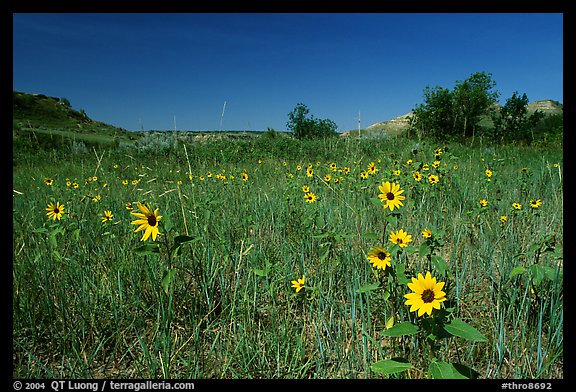 Sunflowers in prairie. Theodore Roosevelt National Park, North Dakota, USA.