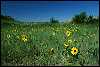 Sunflowers in prairie. Theodore Roosevelt National Park, North Dakota, USA. (color)