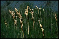 Backlit tall grasses. Theodore Roosevelt National Park, North Dakota, USA.
