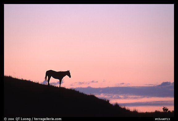 Wild horse silhouetted at sunset, South Unit. Theodore Roosevelt  National Park