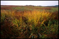 Tall grass prairie in fall. Wind Cave National Park, South Dakota, USA. (color)
