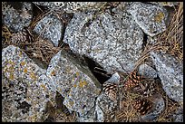 Limestone rock and ponderosa pine cones. Wind Cave National Park, South Dakota, USA.