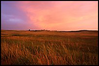 Tall grasses and pink cloud, sunrise. Wind Cave National Park, South Dakota, USA.