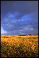 Prairie with tall grasses and dark sky, early morning. Wind Cave National Park, South Dakota, USA. (color)