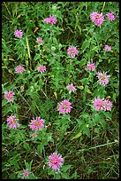 Wild Bergamots (Monarda fistulosa, Lamiaceae). Wind Cave National Park, South Dakota, USA.
