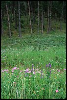 Flowers on meadow and hill covered with pine forest. Wind Cave National Park ( color)