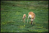 Pronghorn Antelope cow and calf. Wind Cave National Park, South Dakota, USA. (color)