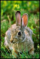 Cottontail rabbit. Wind Cave National Park, South Dakota, USA. (color)