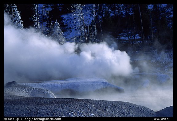 Thermal steam and frosted trees. Yellowstone National Park, Wyoming, USA.