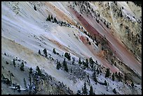 Trees and colorful mineral deposits, Grand Canyon of Yellowstone. Yellowstone National Park, Wyoming, USA. (color)