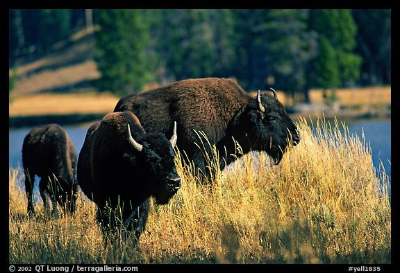 Group of buffaloes. Yellowstone National Park