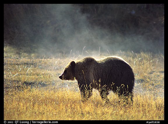 Grizzly bear. Yellowstone National Park
