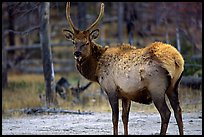 Elk. Yellowstone National Park, Wyoming, USA.