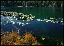 Water lilies and pond. Yellowstone National Park, Wyoming, USA.