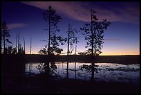Trees near Fountain Paint Pot at sunset. Yellowstone National Park, Wyoming, USA. (color)