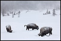 Snow-covered bison in winter. Yellowstone National Park ( color)