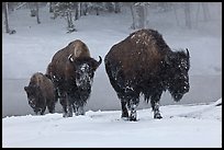 Bisons with snowy faces. Yellowstone National Park, Wyoming, USA.