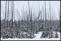 Sapplings and burned trees in winter. Yellowstone National Park, Wyoming, USA. (color)
