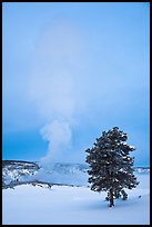Pine tree and Old Faithful geyser in winter. Yellowstone National Park, Wyoming, USA. (color)