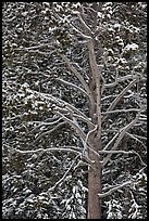 Close up of tree with snow. Yellowstone National Park, Wyoming, USA.