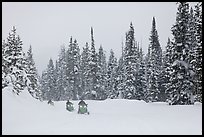 Snowmobiling on snowy day. Yellowstone National Park, Wyoming, USA. (color)