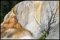 Orange Spring Mound with tree skeleton, Mammoth Hot Springs. Yellowstone National Park ( color)