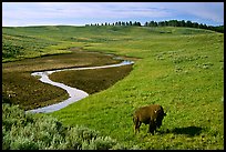 Bison and creek, Hayden Valley. Yellowstone National Park, Wyoming, USA. (color)